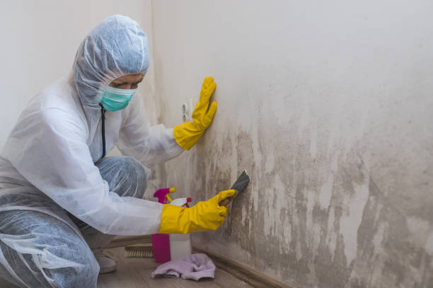 Best Certified Mold Removal  in Sarasota, FL