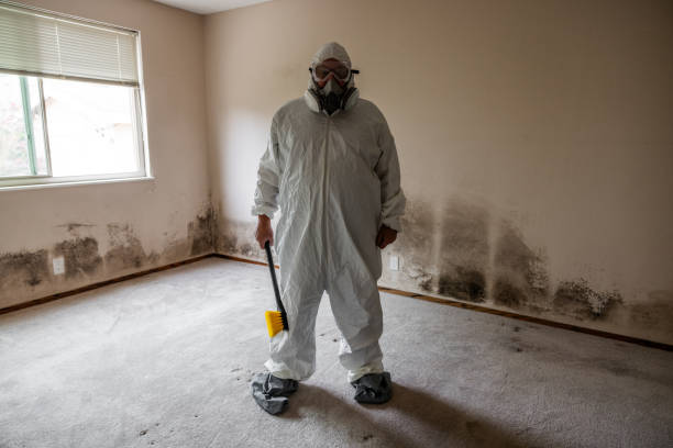 Best Attic Mold Removal  in Sarasota, FL